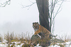 young Amur tiger