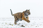 young Amur tiger