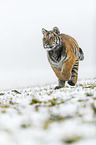 young Amur tiger