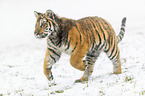 young Amur tiger