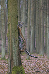 young Amur tiger