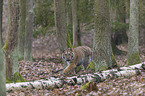 young Amur tiger