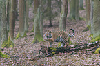 young Amur tiger