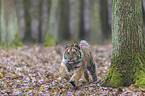 young Amur tiger