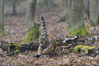 young Amur tiger