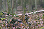 young Amur tiger