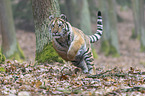 young Amur tiger