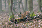 young Amur tiger