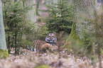 young Amur tiger