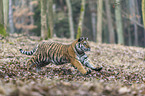 young Amur tiger