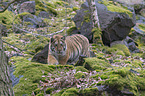 young Amur tiger