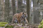 young Amur tiger