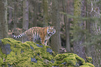 young Amur tiger