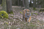 young Amur tiger
