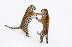 fighting Siberian Tiger
