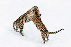 fighting Siberian Tiger