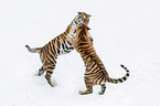 fighting Siberian Tiger