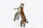 fighting Siberian Tiger
