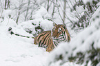 Siberian Tiger