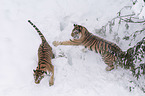 fighting Siberian Tiger