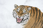 Siberian Tiger portrait