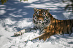 lying Siberian Tiger