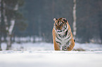 Siberian tiger walks through the snow