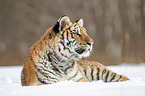 Siberian tiger lies in the snow