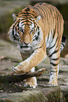 Siberian tiger