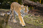 Amur Tiger
