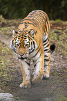 Amur Tiger
