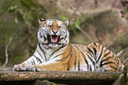 Amur Tiger