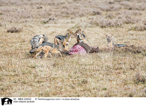 Streifenschakale / side-striped jackals / MBS-25802