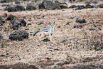 side-striped jackal