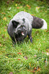 silver fox