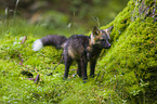 silver fox