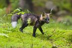 silver fox