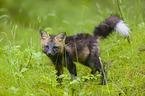 silver fox