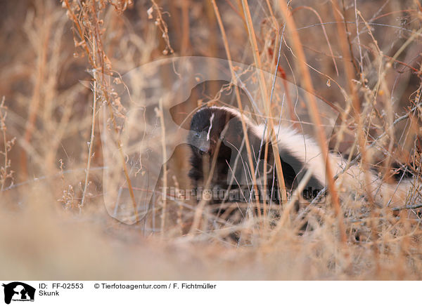 Stinktier / Skunk / FF-02553