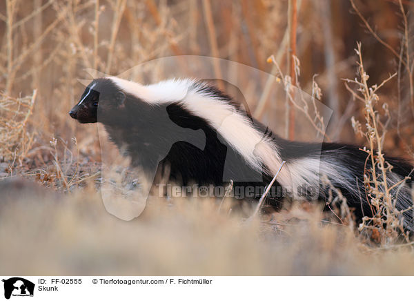 Stinktier / Skunk / FF-02555