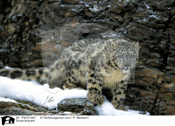 Snow leopard / PW-01361