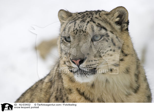 Schneeleopard Portrait / snow leopard portrait / HJ-03402