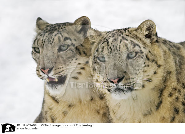 snow leopards / HJ-03408