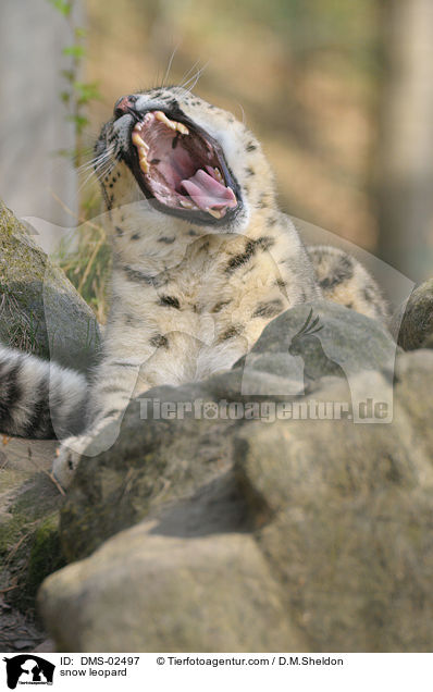 Schneeleopard / snow leopard / DMS-02497