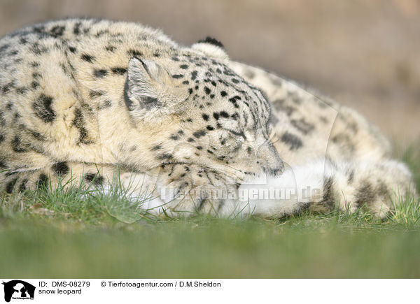 Schneeleopard / snow leopard / DMS-08279
