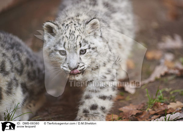 Schneeleopard / snow leopard / DMS-08380
