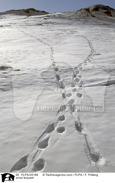 Schneeleopard / snow leopard / FLPA-04168