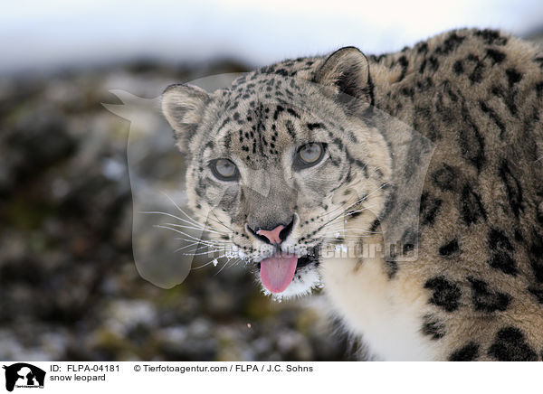 Schneeleopard / snow leopard / FLPA-04181