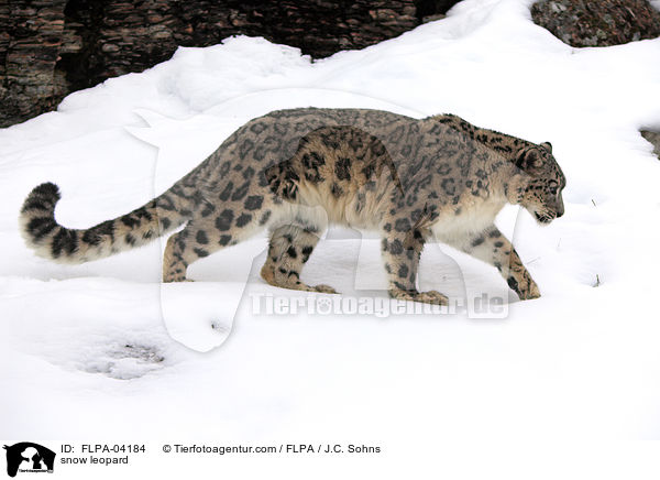 snow leopard / FLPA-04184