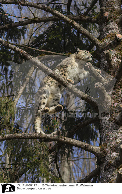 Snow Leopard on a tree / PW-08171